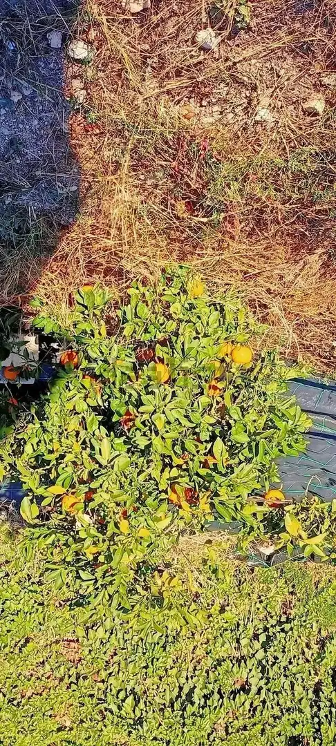 Terreno residenziale in vendita a La Huerta, imagen 12
