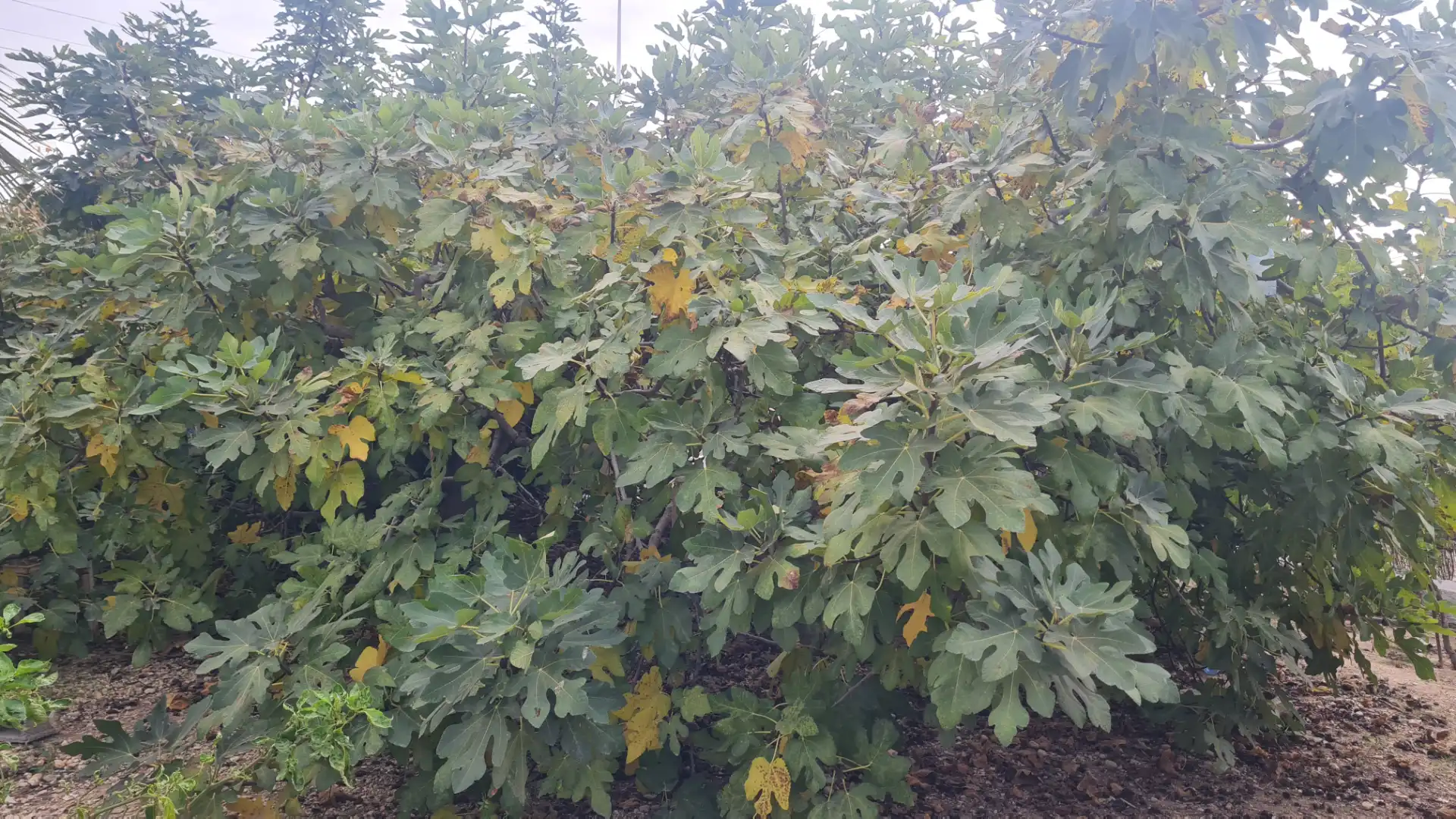 Casa o xalet en venda en Elche / Elx amb Jardí privat, Traster i Moblat