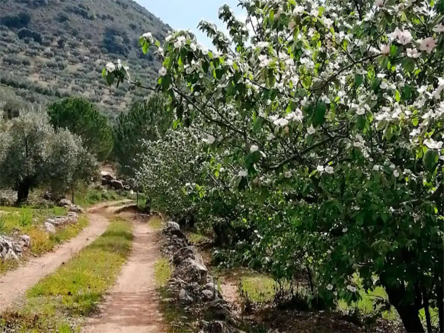 Außenansicht von Country house zum Verkauf in Valdepeñas de Jaén mit Schwimmbad