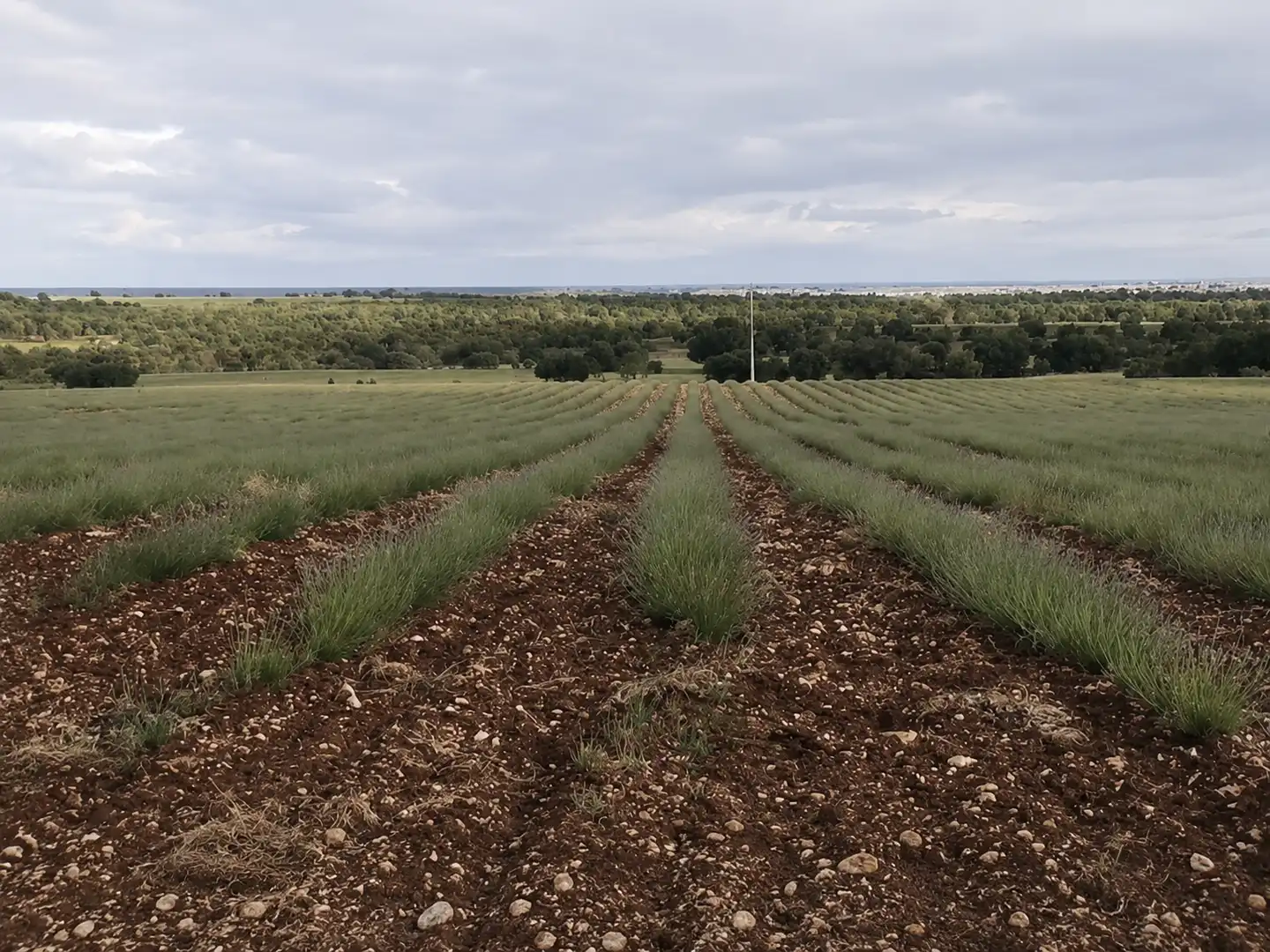 Casa o xalet en venda en Ciruelos de Cervera