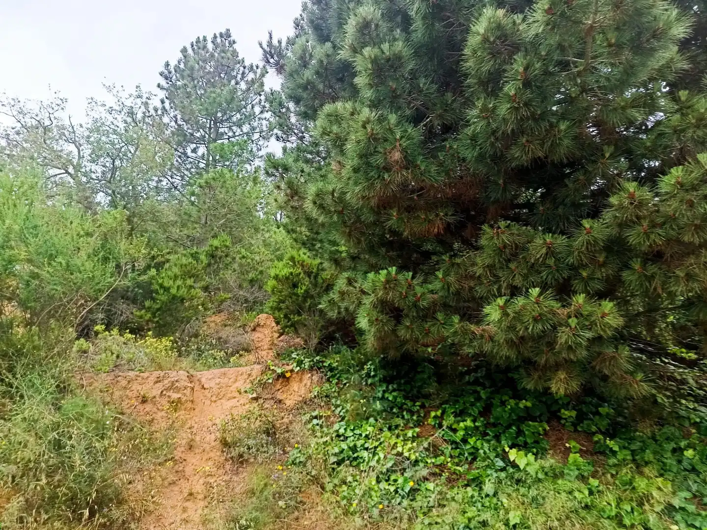Lands and plots for sale in Llagostera, imagen 13