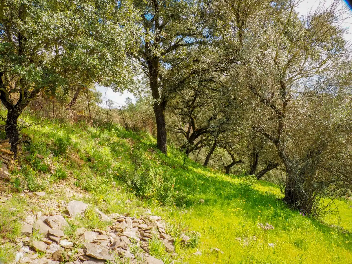 Land for sale in Linares de la Sierra