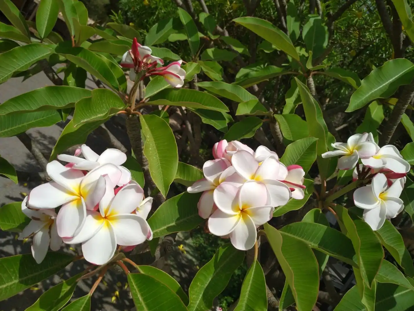 Jardí de Casa o xalet en venda en Calpe / Calp amb Aire condicionat, Jardí privat i Piscina