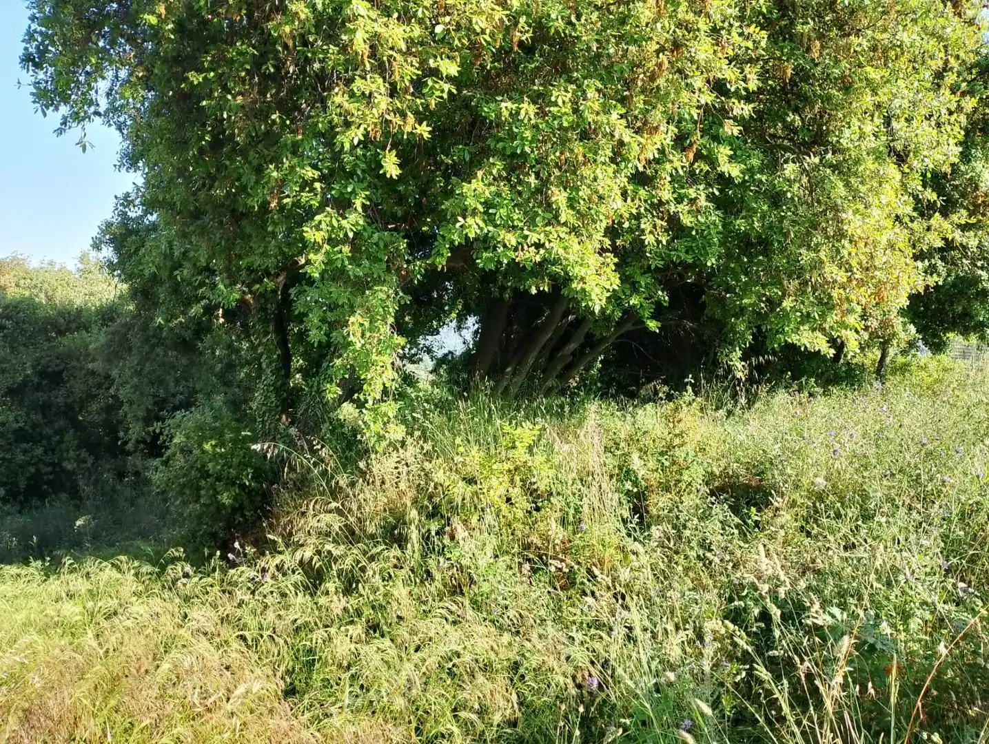 Lands and plots for sale in Can Massuet del Far, imagen 2
