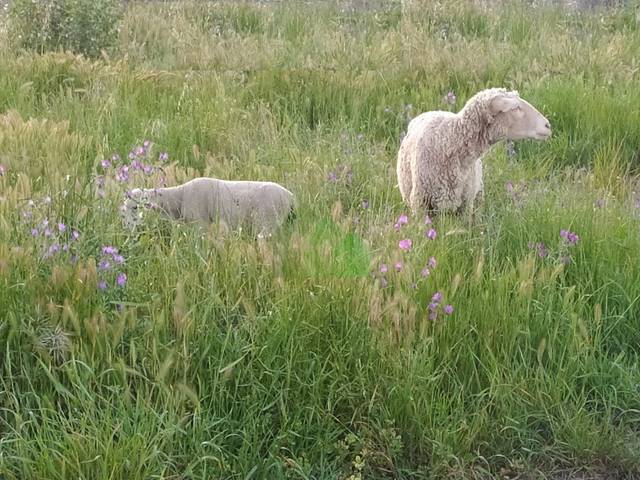 Terreno residencial en Venta en Torremayor