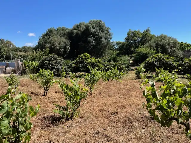 Finca rústica en venta en Vejer de la Frontera