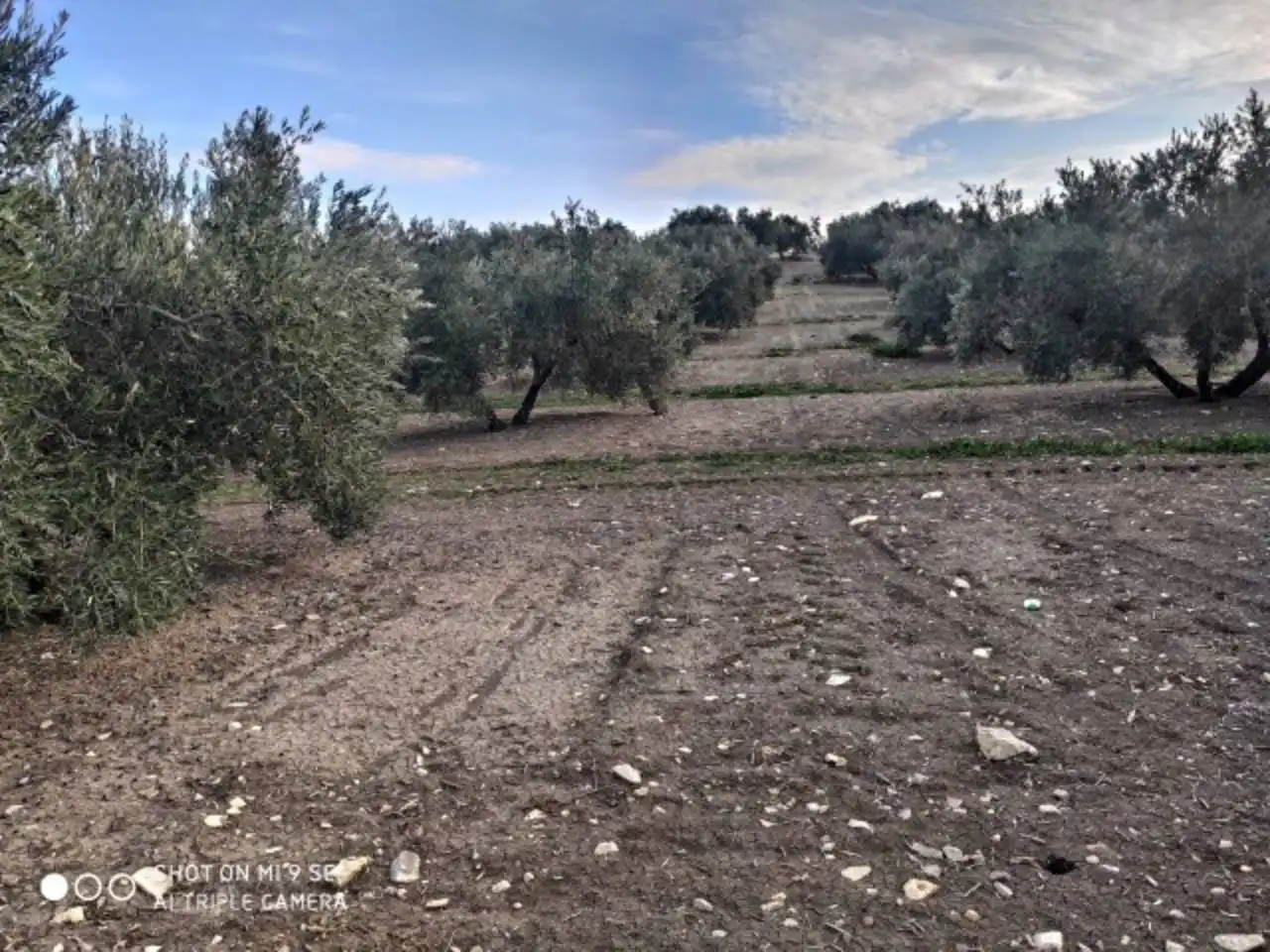 Terrain rustique à vendre à Calle TERMINO DE BAENA, imagen 3
