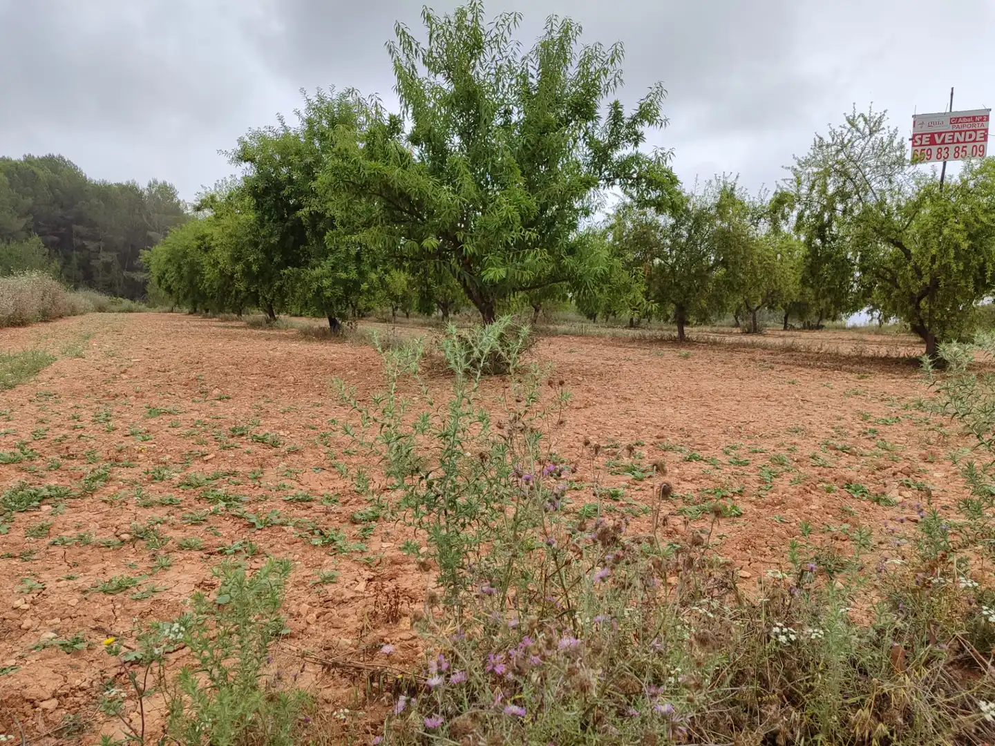 Rural land for sale in Benigànim, imagen 4