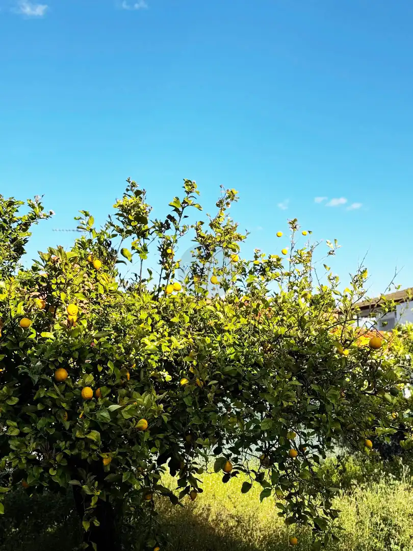 Villa mit Terrasse zum Verkauf in Avenida del Rio Turia, imagen 71