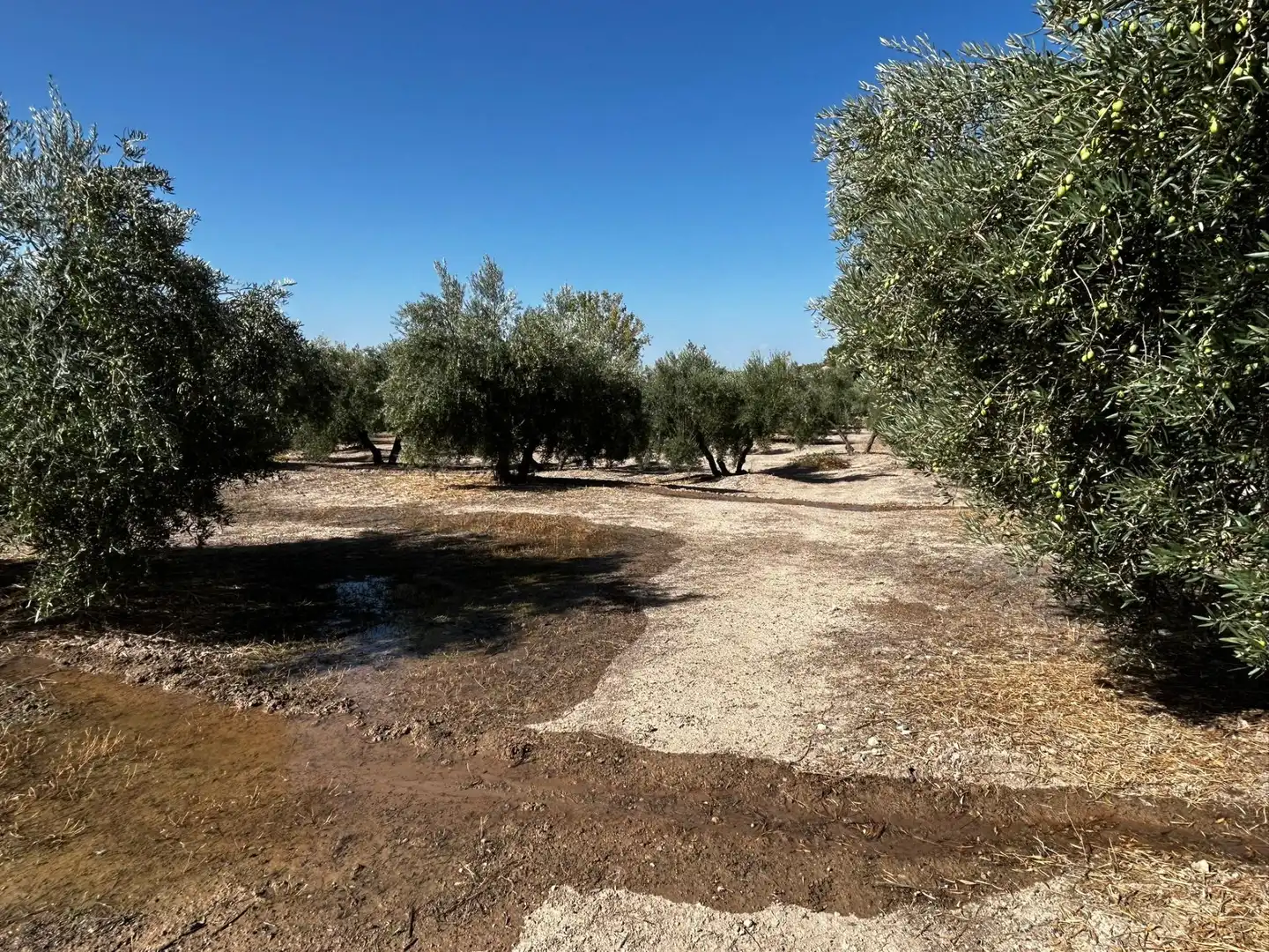 Terreni e lotti in vendita a Calicasas, imagen 20