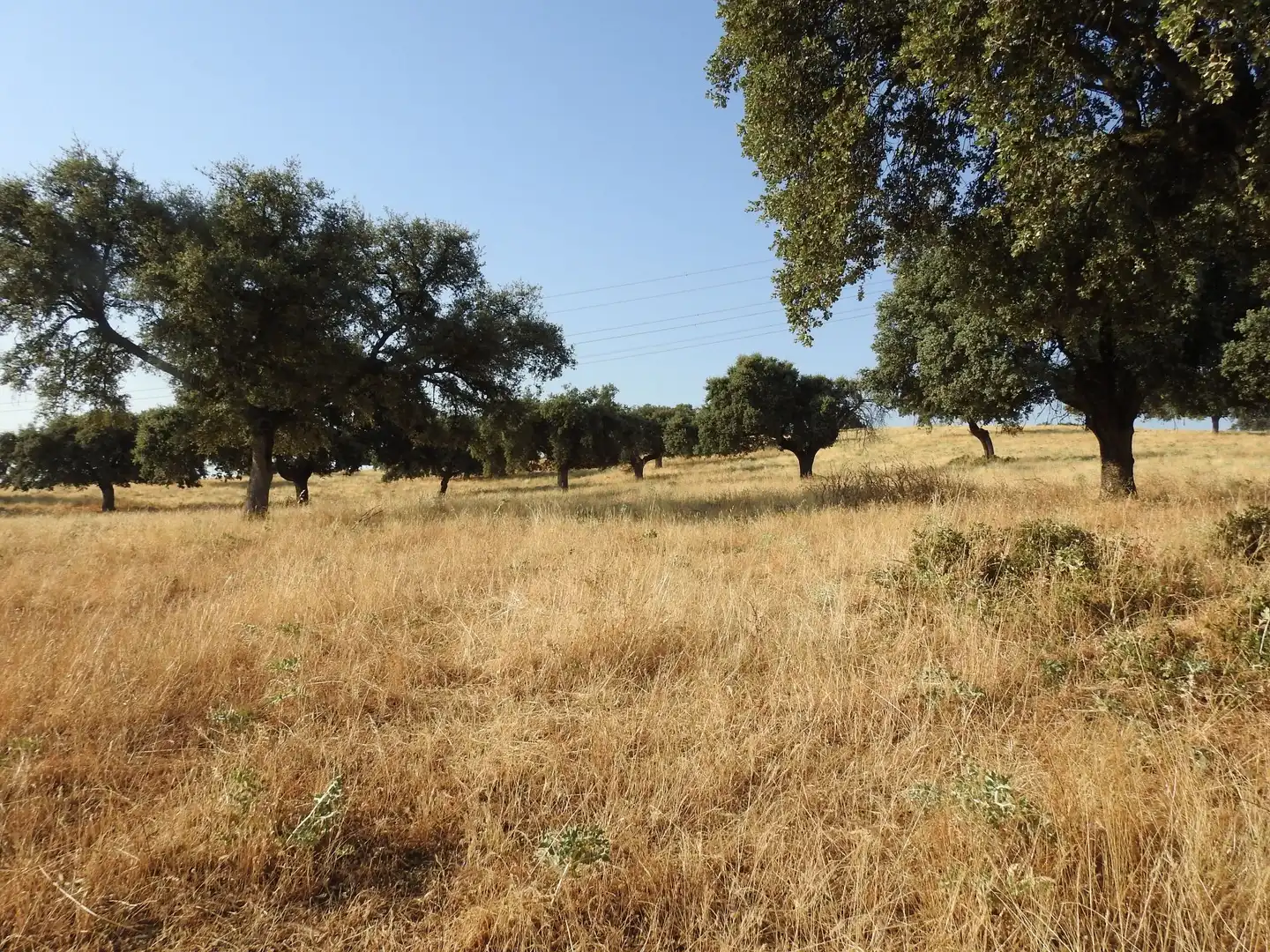 Land for sale in Villar del Pedroso