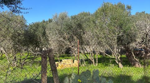 Foto 3 de Terreno en venta en Los Franceses – La Vega, Chiclana de la Frontera