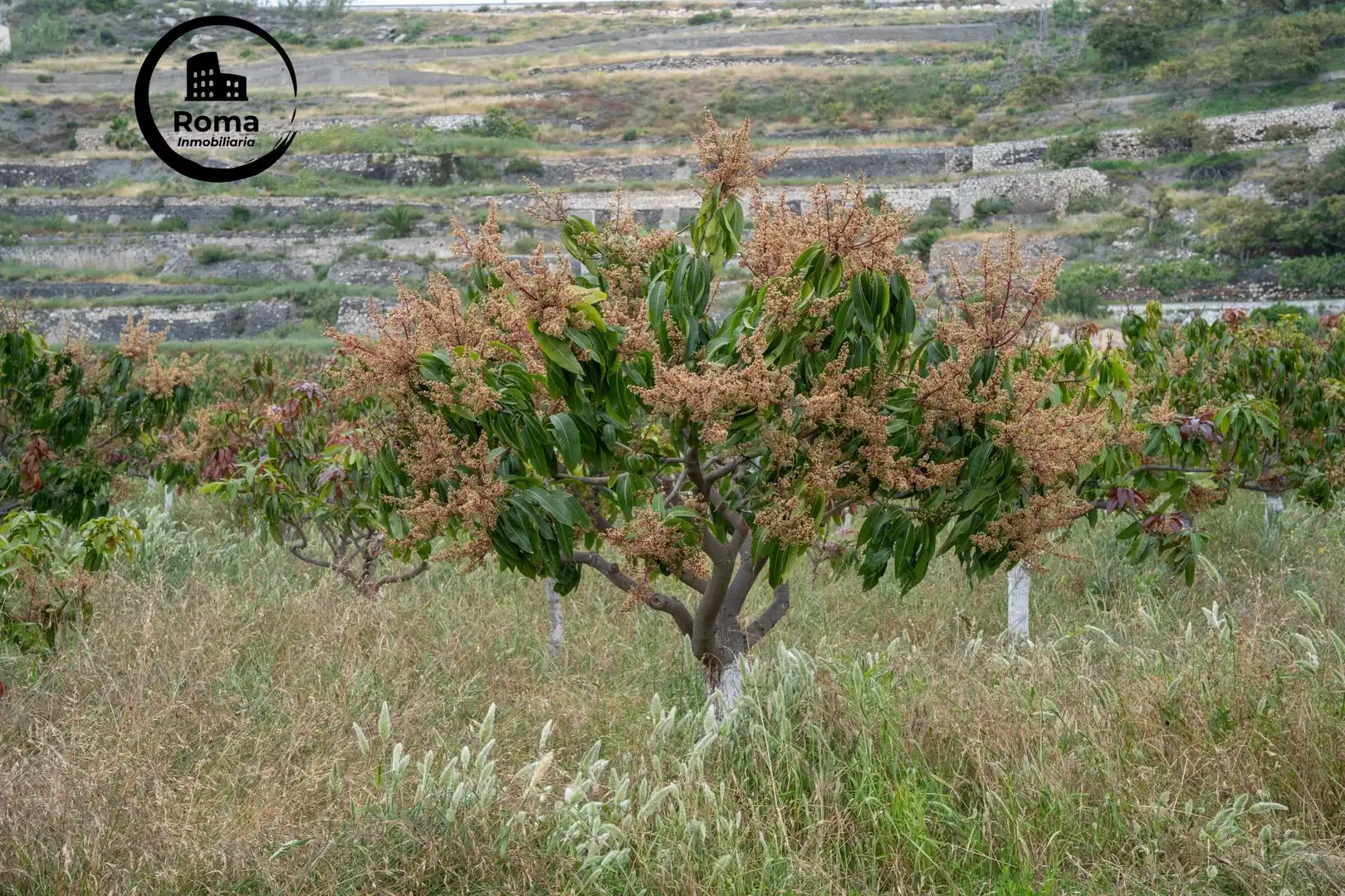Terreni e lotti in vendita a CARRETERA MALAGA (CAL) 74, imagen 59