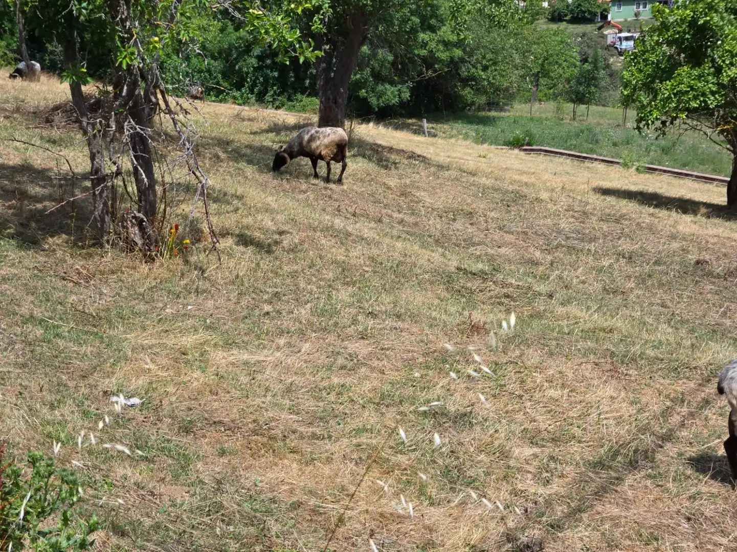 Terreno rustico in vendita a Cabezón de Liébana - CABARIEZO, imagen 6