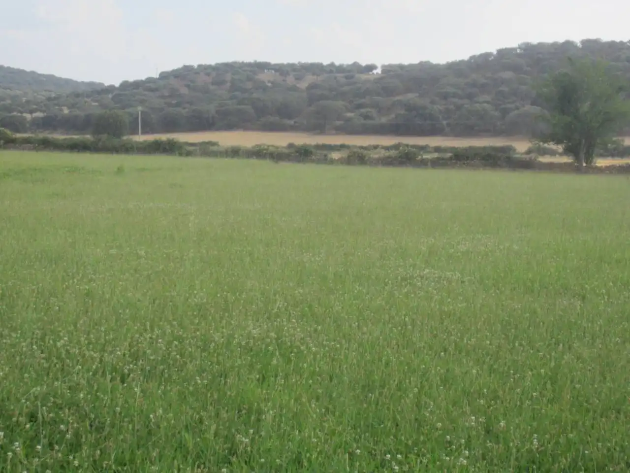 Terreno rustico in vendita a Calle RONDA DEL MEDIODIA, imagen 36