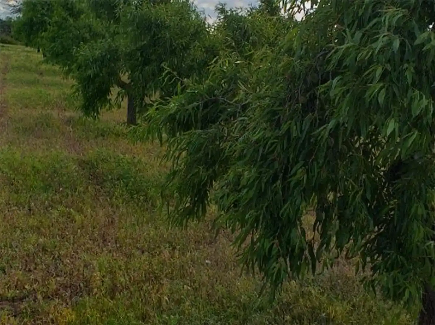 Terreno en venta en L'Albi