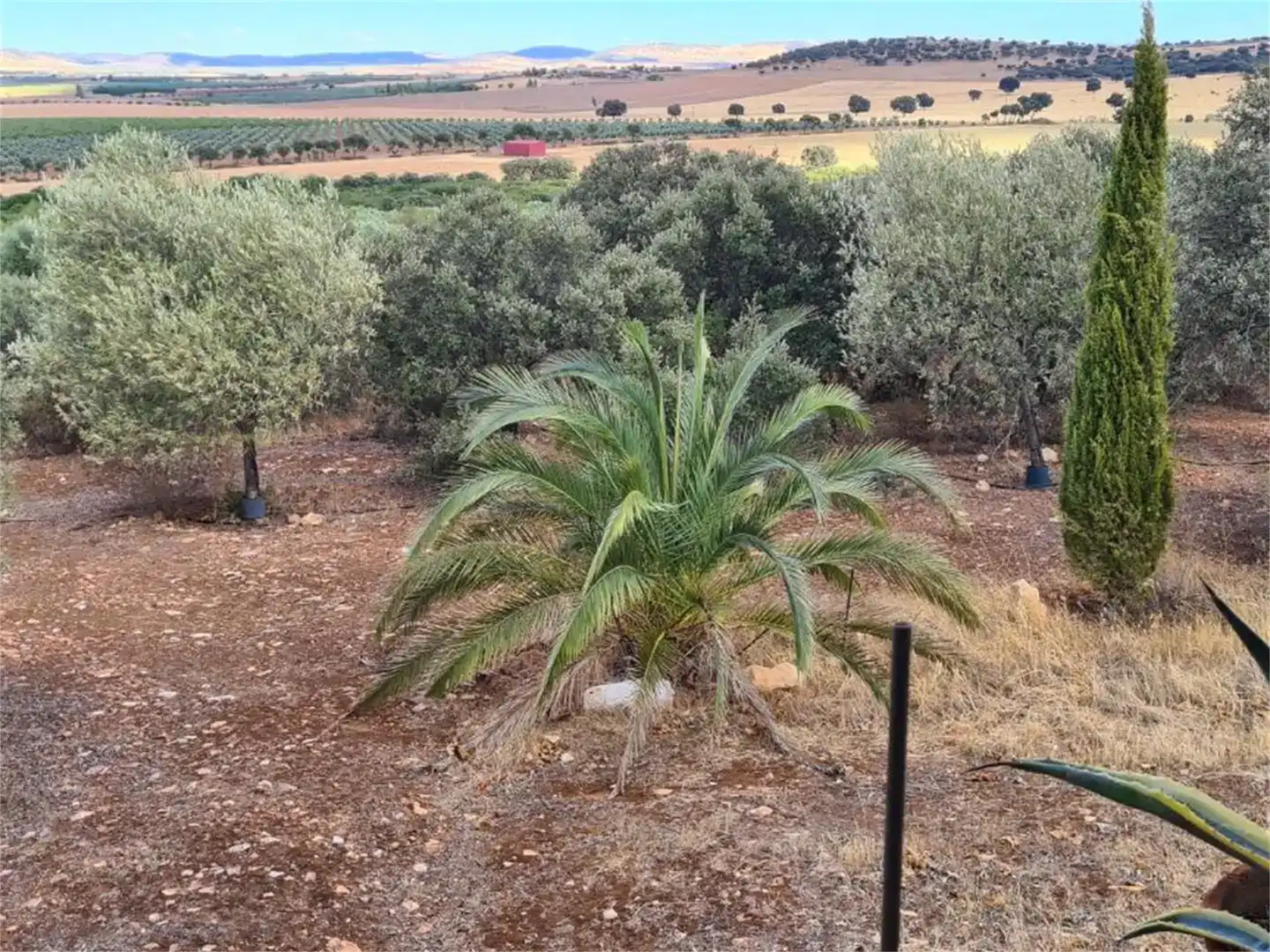 Finca rústica en venda en Calzada de Calatrava