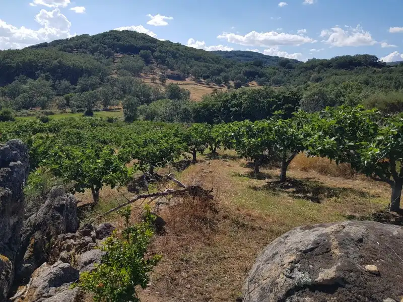 Chalet en venta en Torremenga, imagen 25