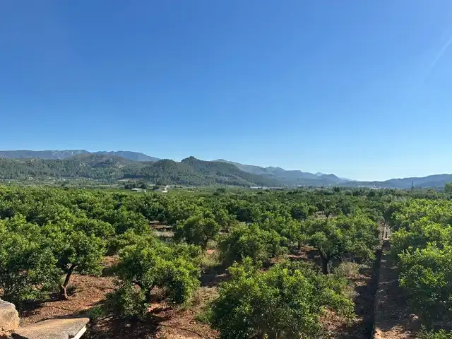 Terrain rustique à vendre à Partida Blanquisal