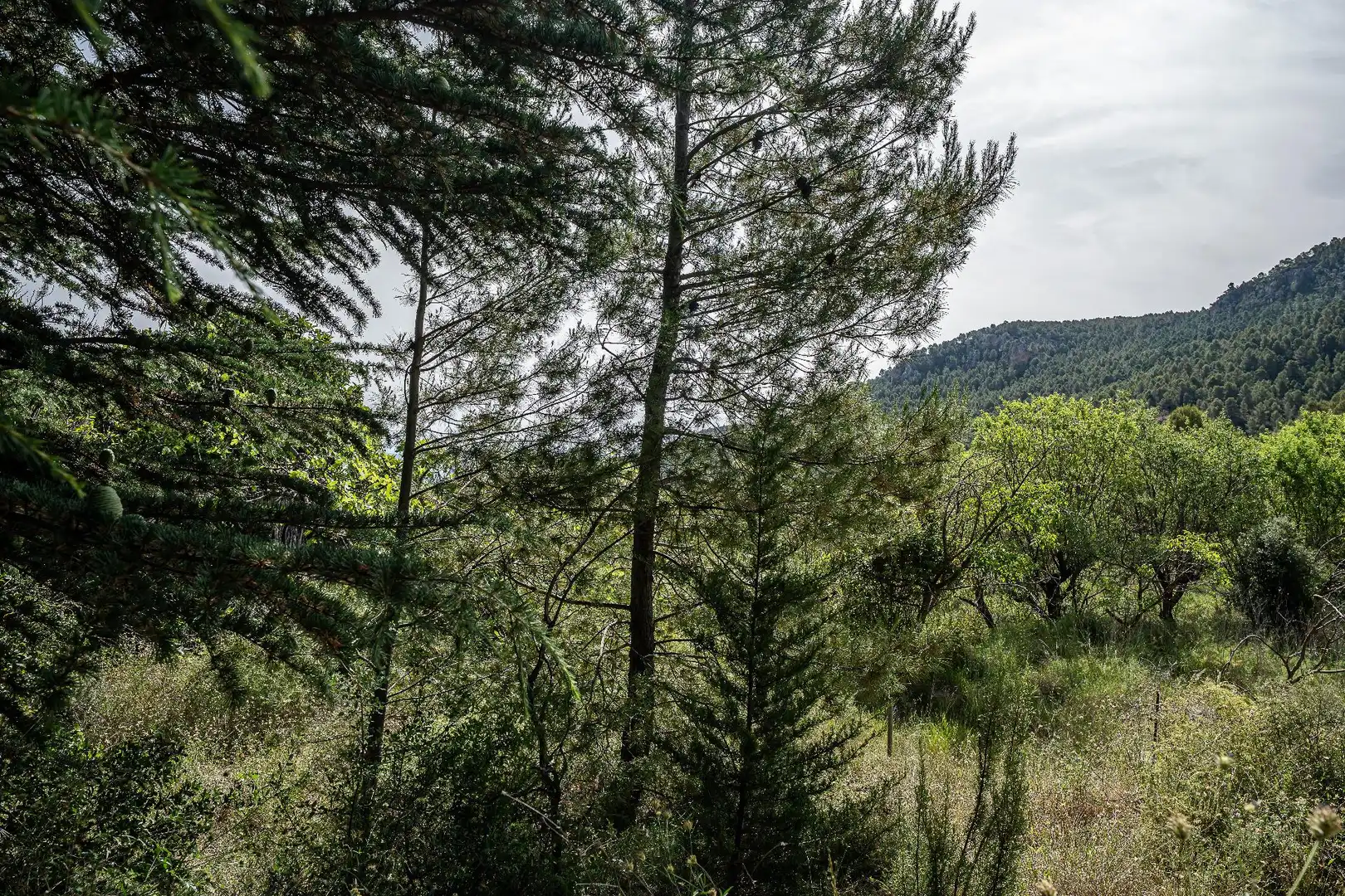 Finca rústica en venta en Moratalla con Piscina