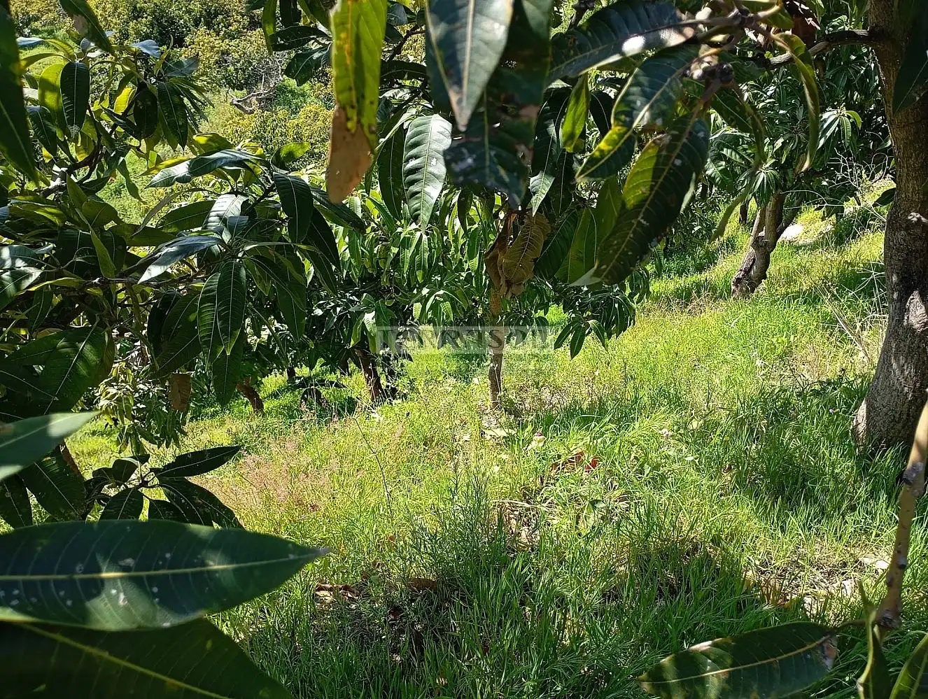 Grundstücke und Bauplätze zum Verkauf in Vélez-Málaga ciudad, imagen 44
