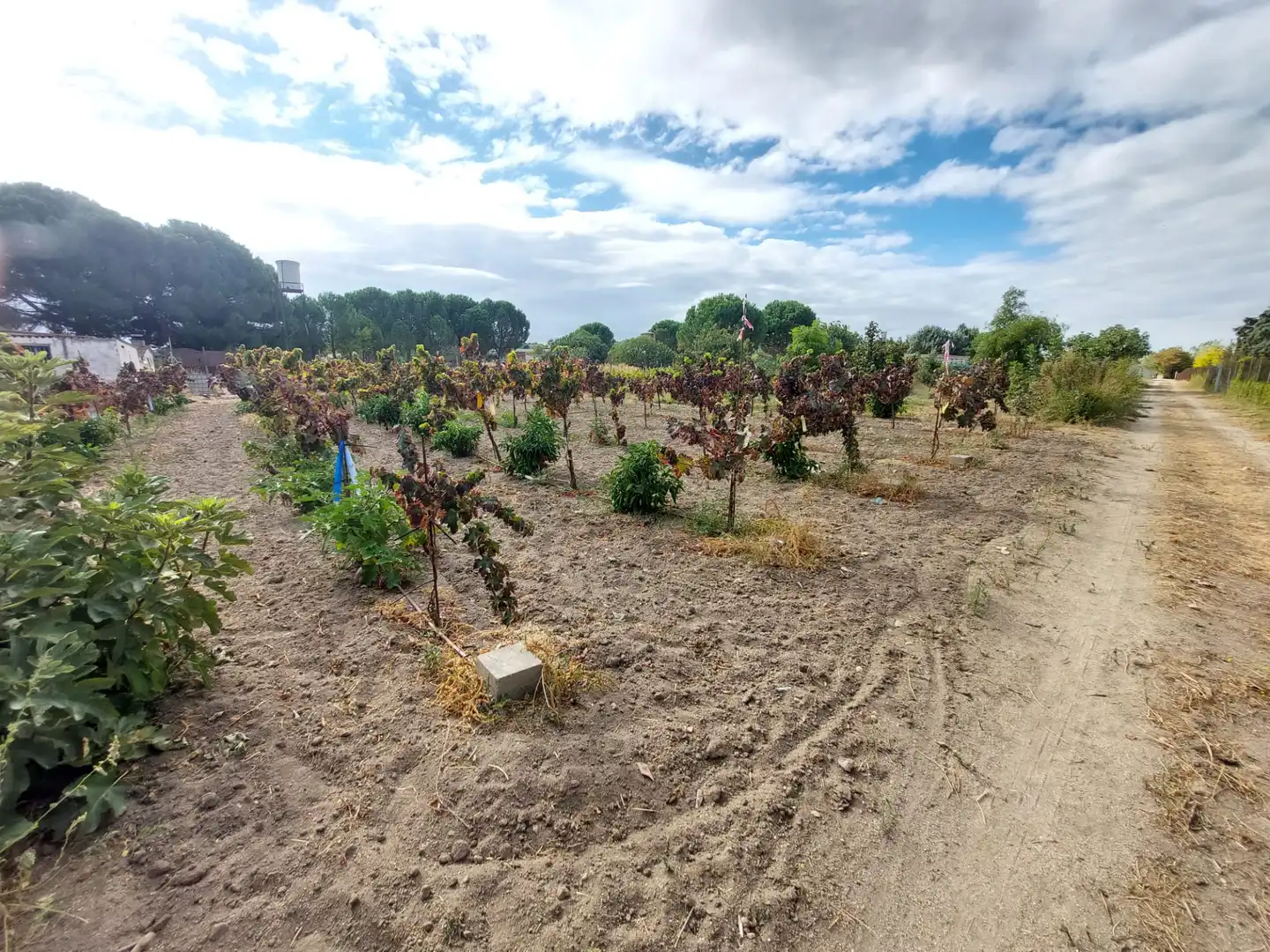 Terreni e lotti in vendita a Santa Cruz del Retamar pueblo, imagen 10