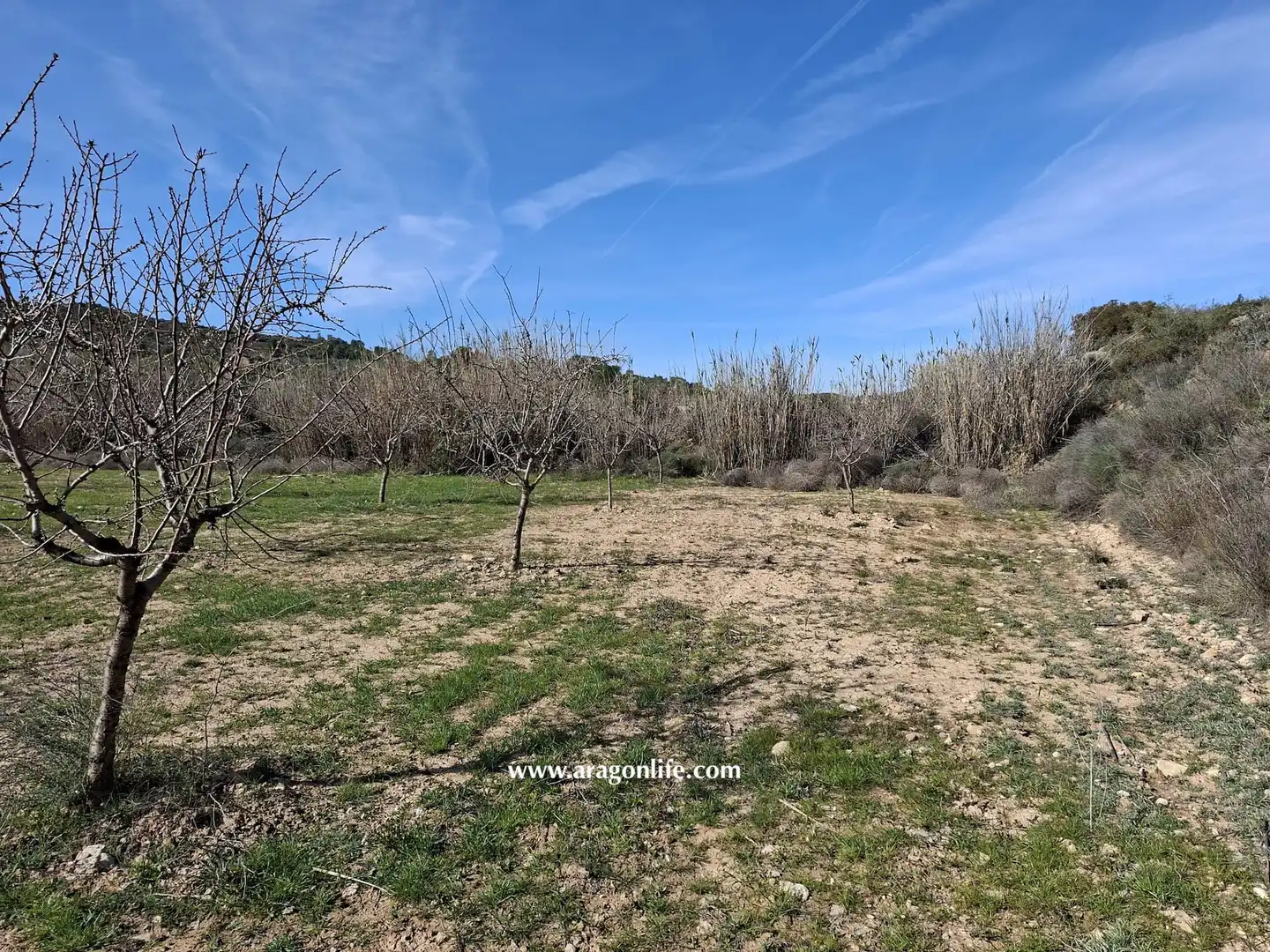 Land for sale in Fabara