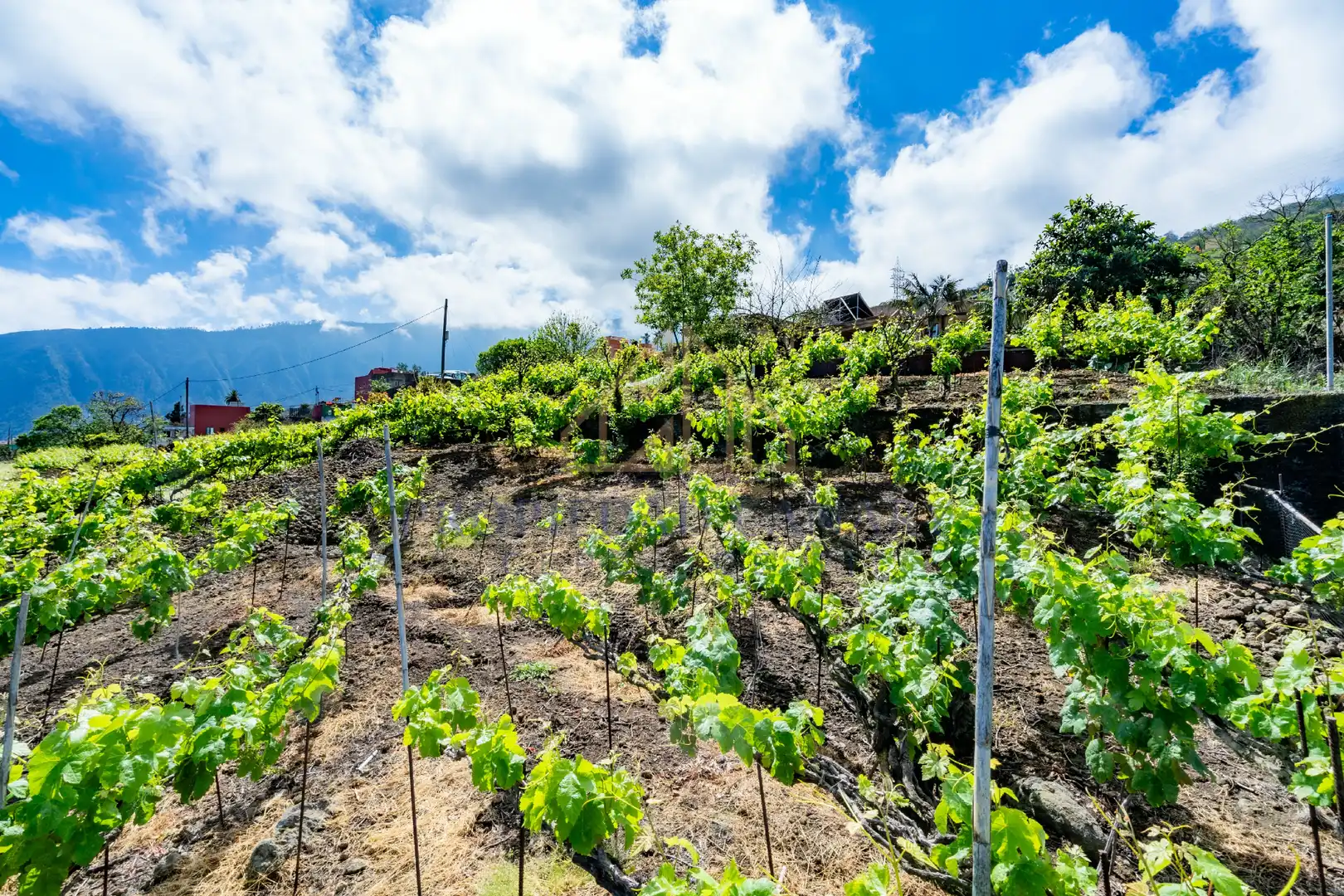 Casa rústica con jardín en venta en La Perdoma - San Antonio - Benijos, imagen 38