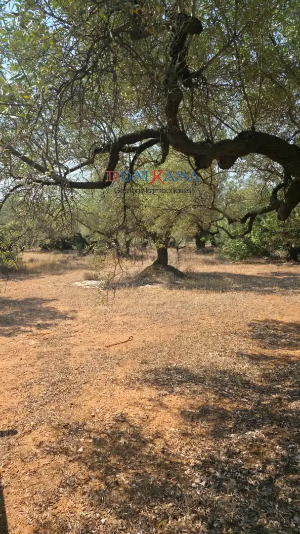 Terreny rústic en venda a Camarles, imagen 4