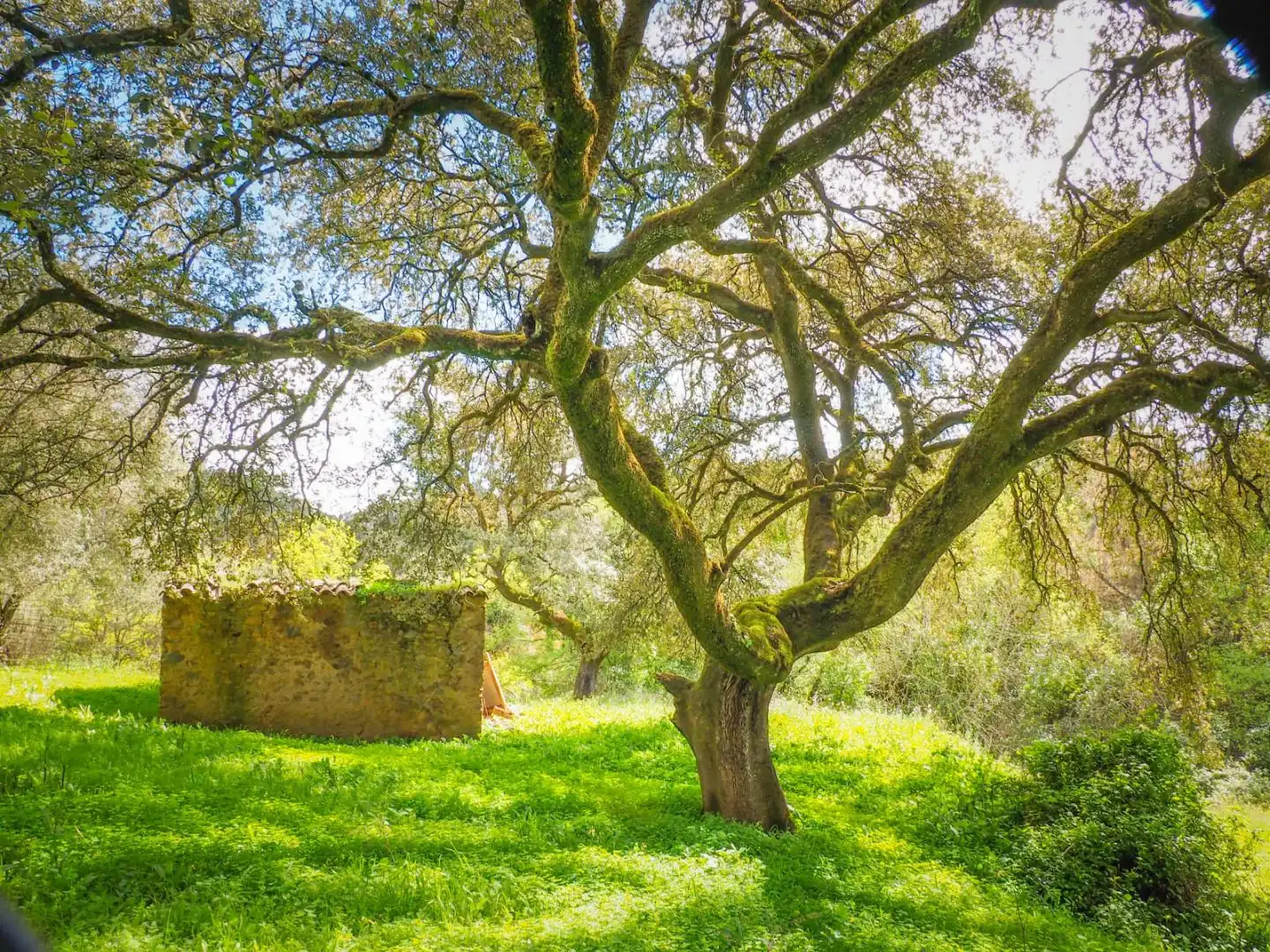 Garden of Land for sale in Linares de la Sierra