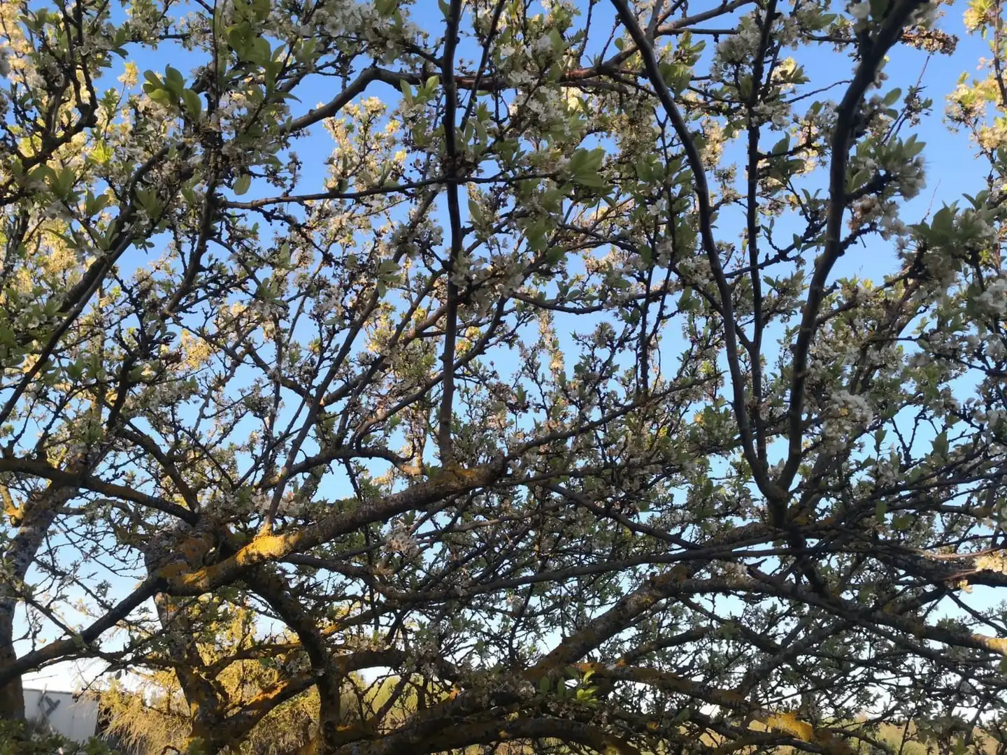 Jardí de Finca rústica en venda en Modúbar de la Emparedada amb Jardí privat i Terrassa