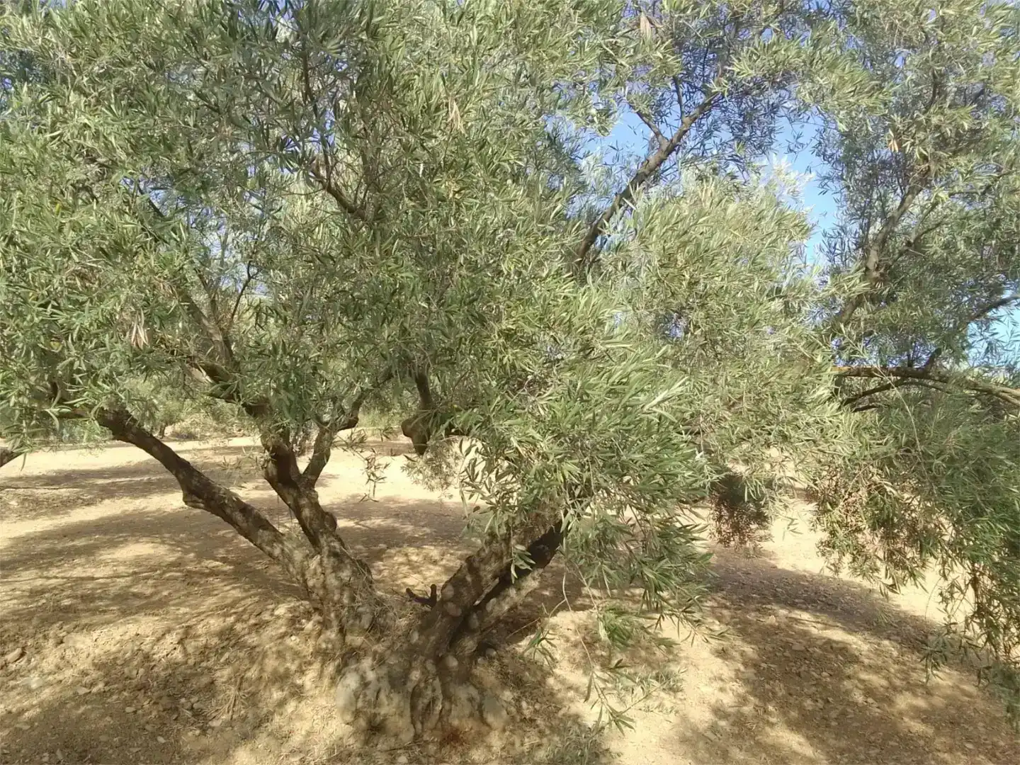 Jardí de Pis en venda en Almogía, Málaga