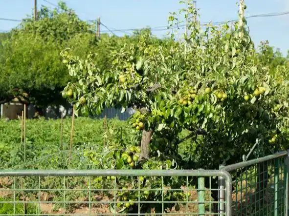 Jardí de Casa o xalet en venda en Ponferrada amb Piscina i Balcó