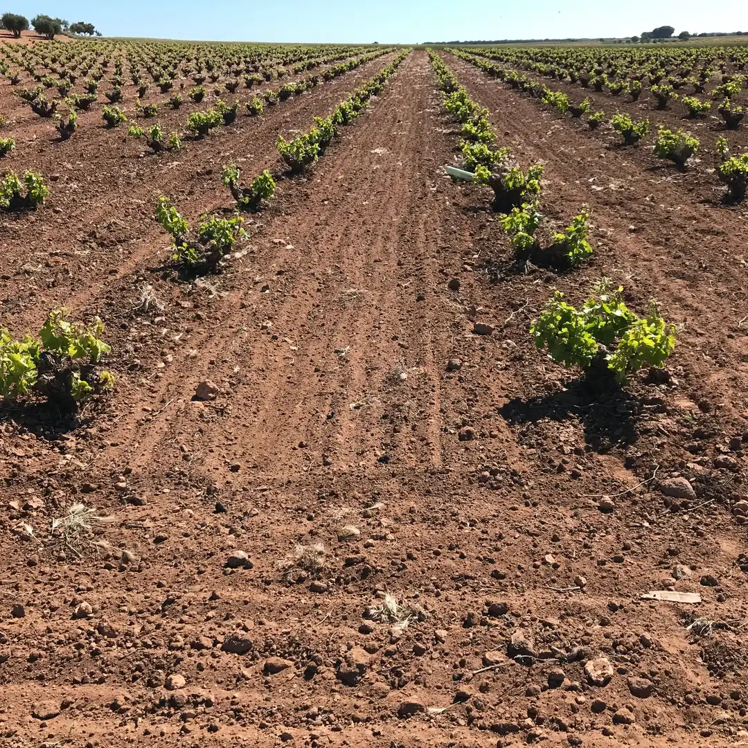 Terrenys i solars en venda a Mota del Cuervo, imagen 16