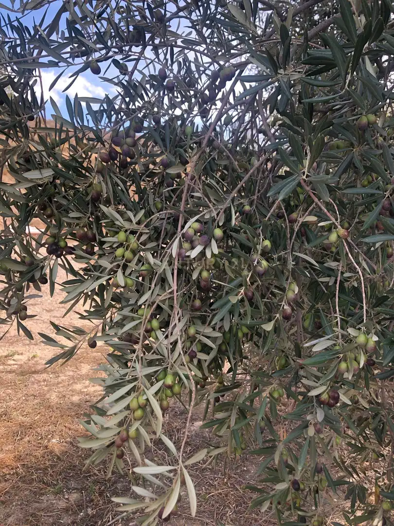 Jardín de Terreno en venta en Lecrín