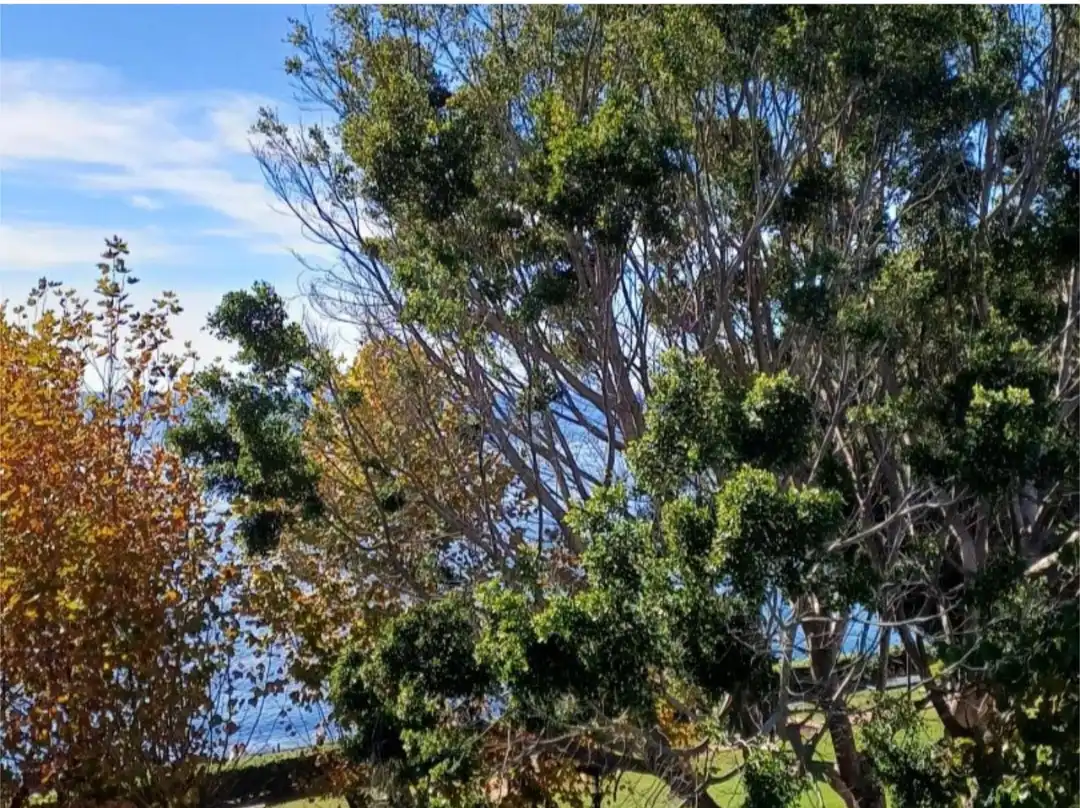 Vista exterior de Estudi en venda en Estepona amb Aire condicionat, Calefacció i Moblat