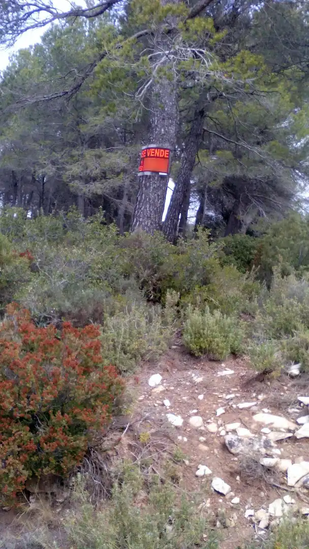 Terreni e lotti in vendita a Querol, imagen 6