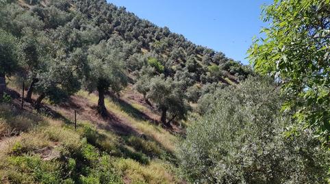 Foto 5 von Country house zum Verkauf in Villanueva de Córdoba, Córdoba