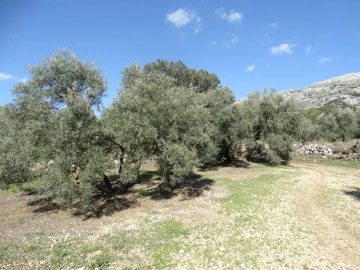 Rustikales Grundstück zum Verkauf in Villanueva del Rosario, imagen 11