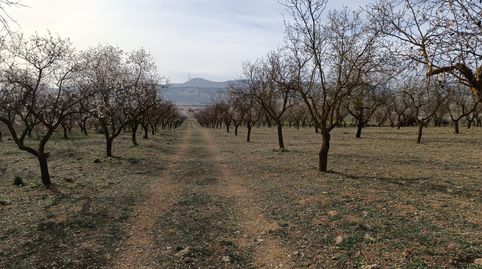 Finca de almendros en carretera de la cabra - Padul, immagine 2