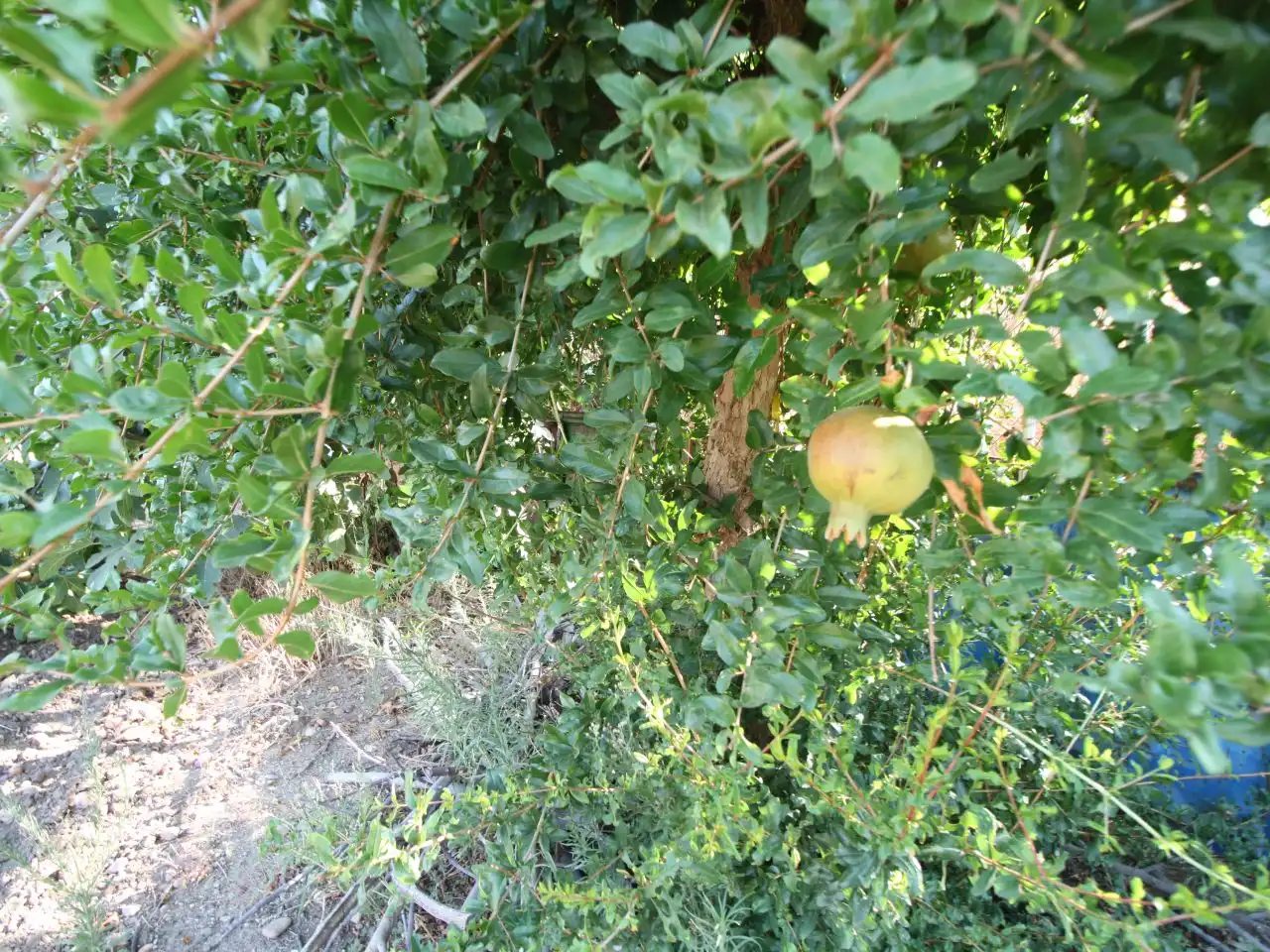 Terreno rustico in vendita a Calle Poniente 13, imagen 16