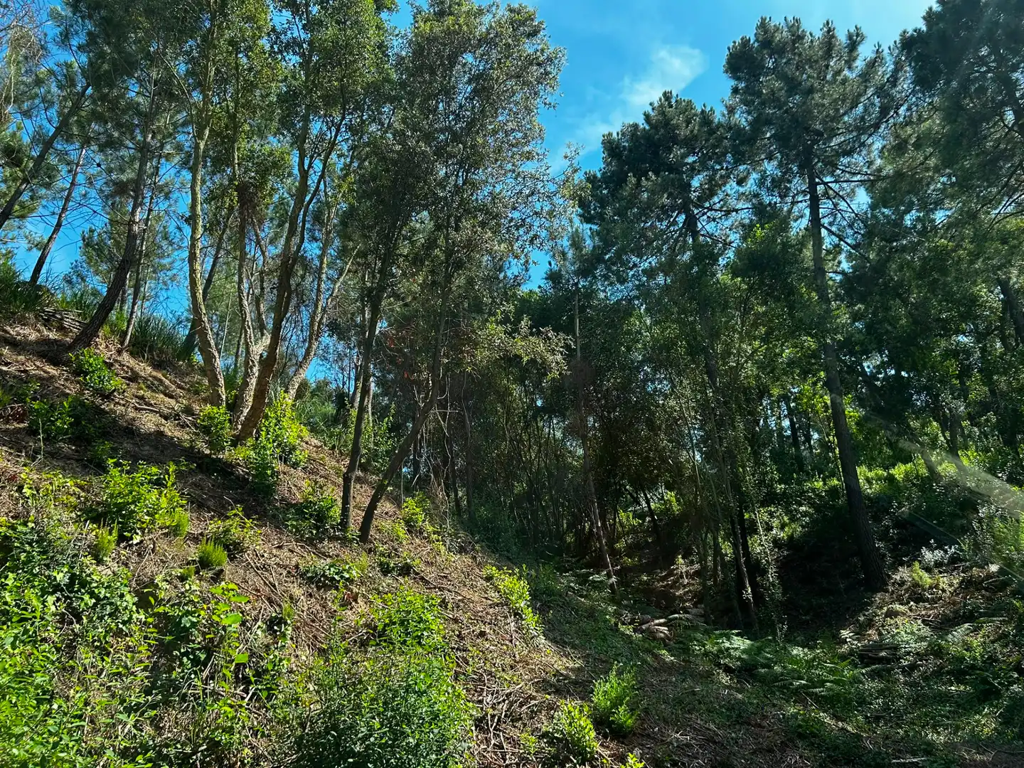 Terreno residencial en venta en Lloret Blau - La Creu de Lloret, imagen 9