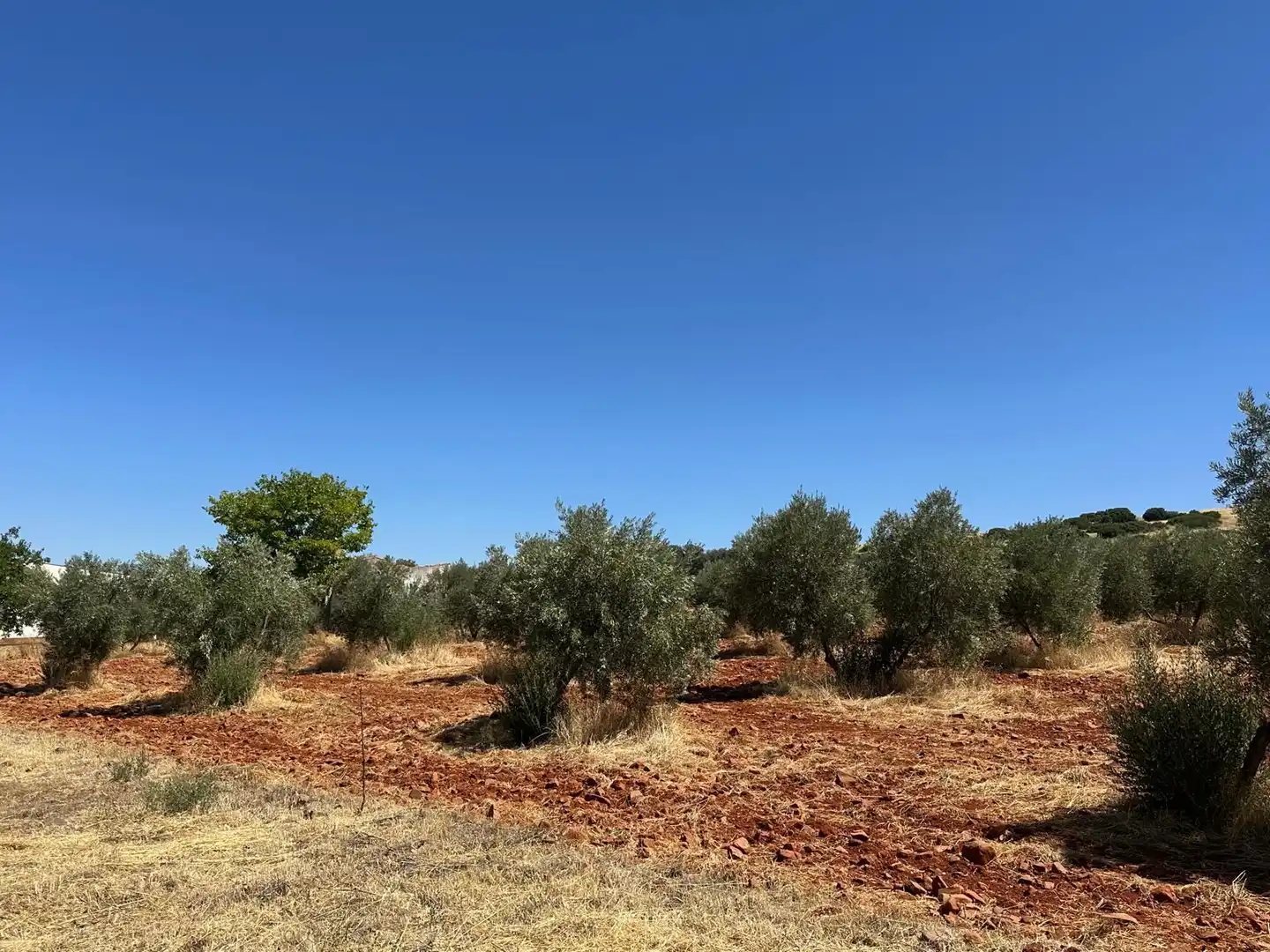 Rural land for sale in Carretera Valdepeñas-Ciudad Real, imagen 44