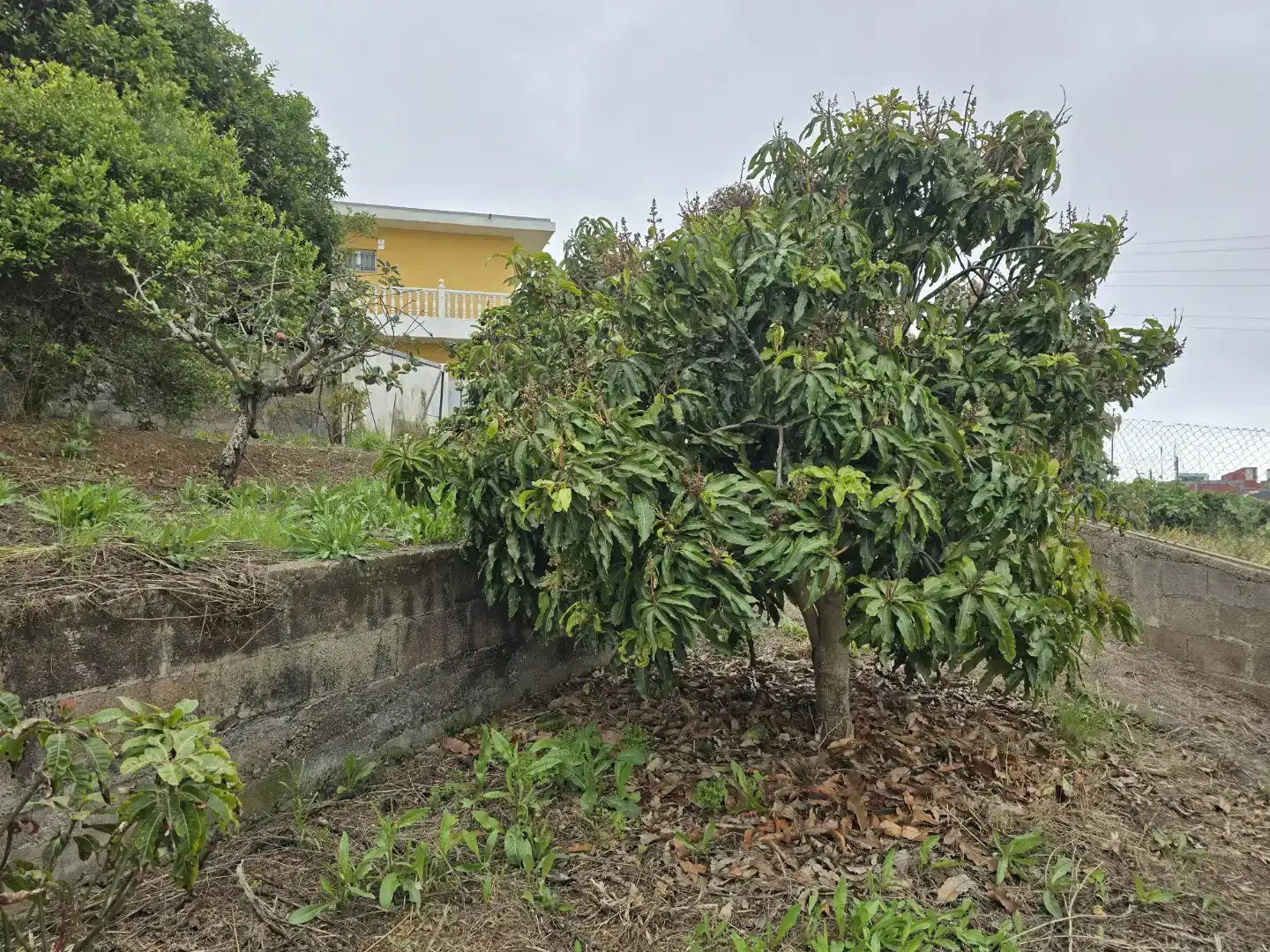 Casa o xalet en venda en Tacoronte amb Balcó