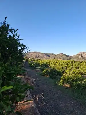 Terrain rustique à vendre à Terrenos MARXUQUERA  ALTA