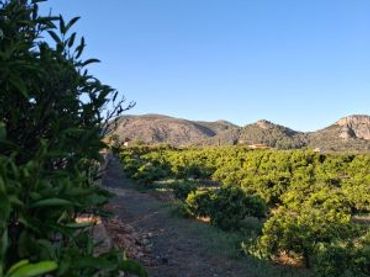 Terreny rústic en venda a Terrenos MARXUQUERA  ALTA