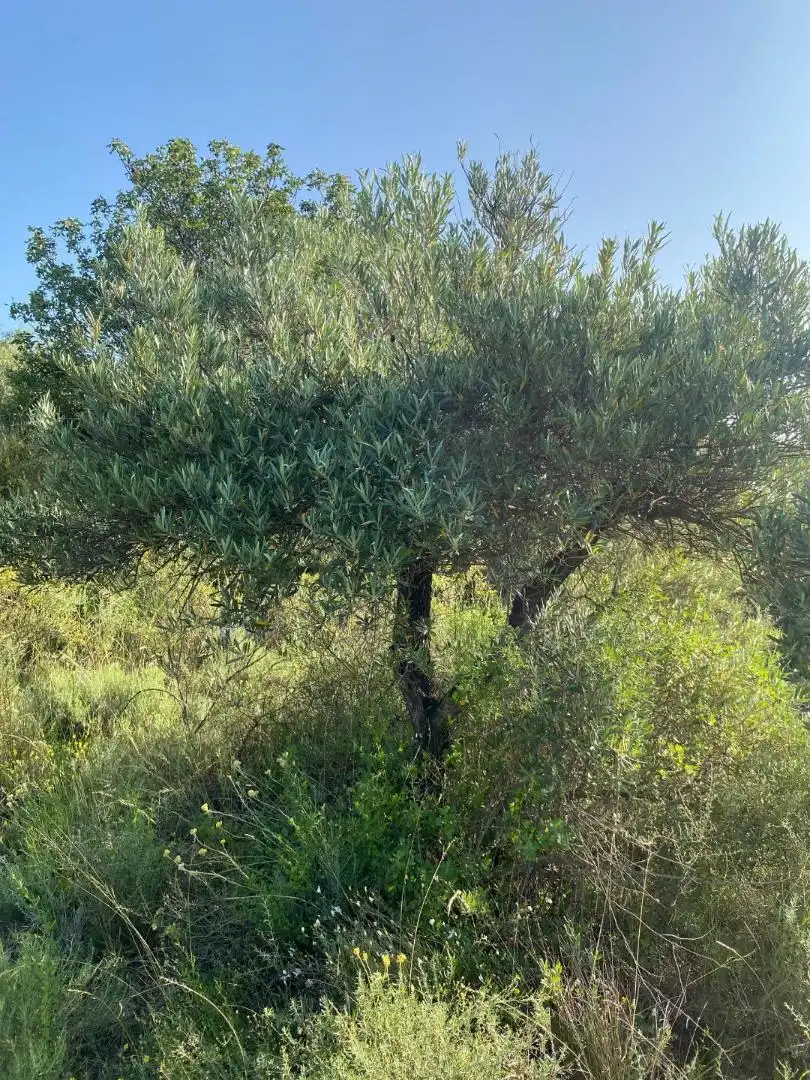 Grundstücke zur Miete in Loranca de Tajuña