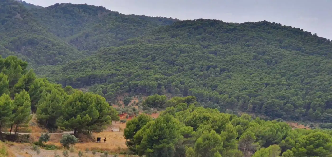 Terreni e lotti in vendita a Yunquera, imagen 5