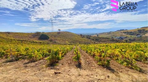 Viñedo en producción en Castillón (Cacabelos, León) – Terreno rústico agrario