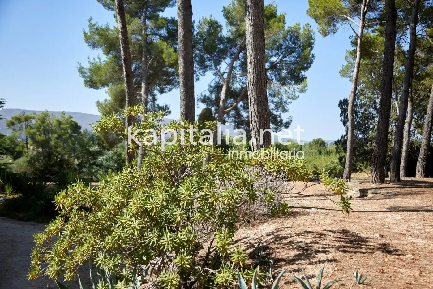 Chalet en venta en El Pilar, imagen 25